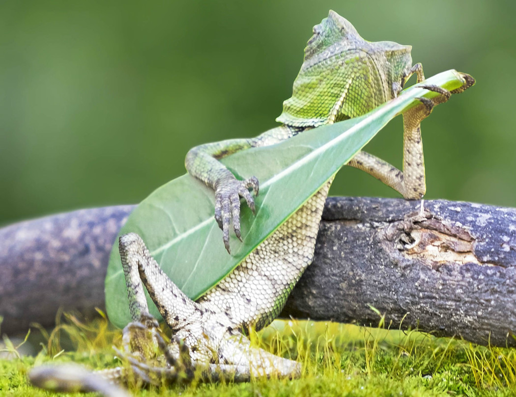 http://thebluesmobile.com/wp-content/uploads/2017/03/LIZARD-PLAYING-THE-GUITAR-1-1050x809.jpg