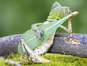 This Weekend: Blues Critters